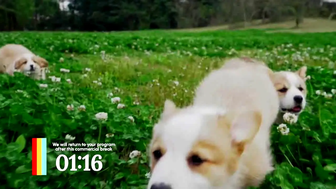 Love Pets en direct