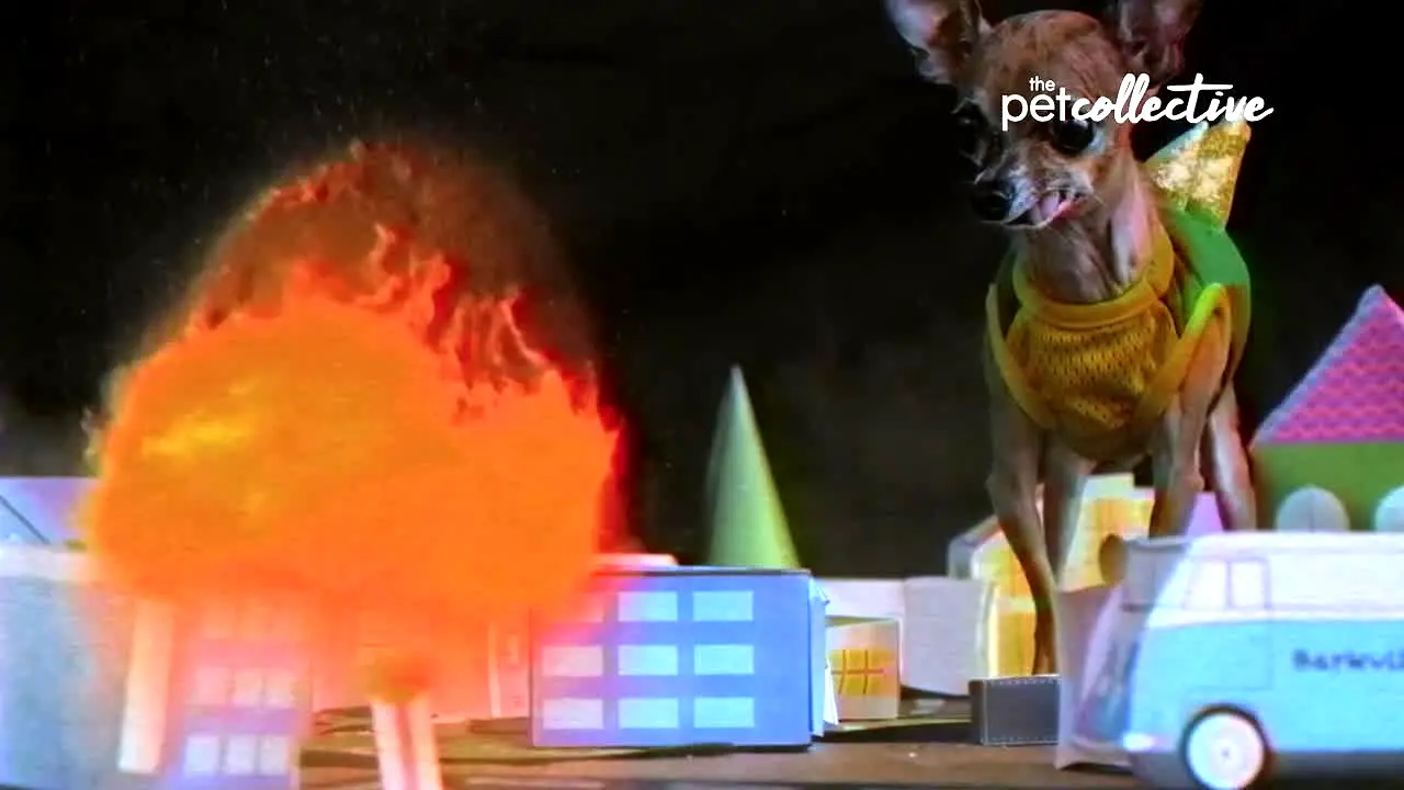 The Pet Collective live