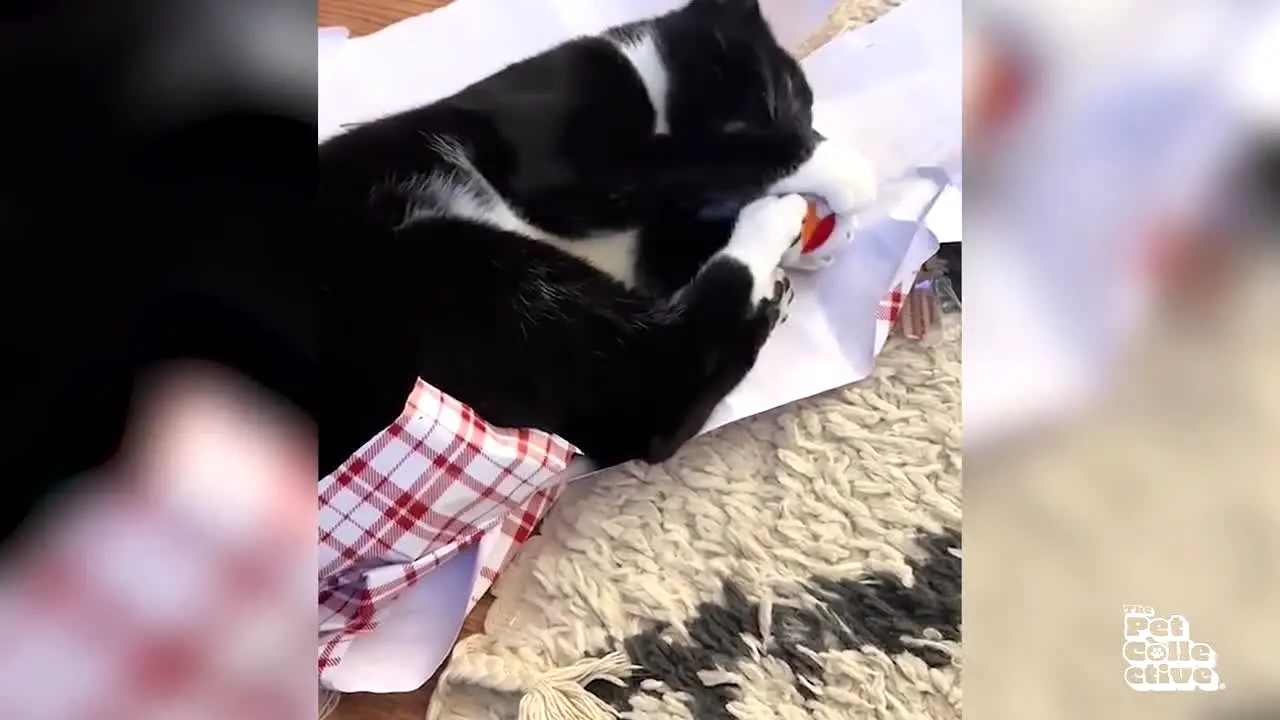 The Pet Collective live