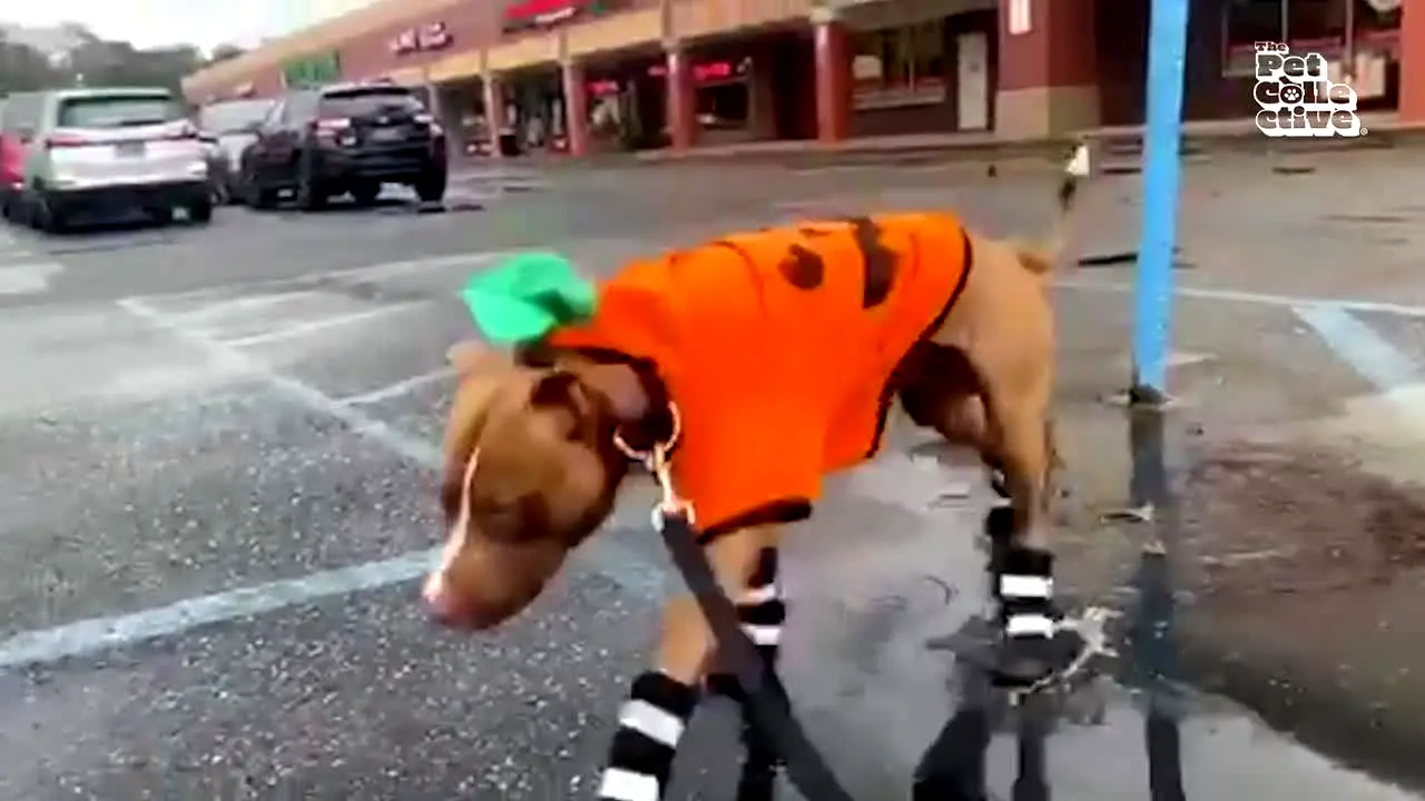 The Pet Collective live