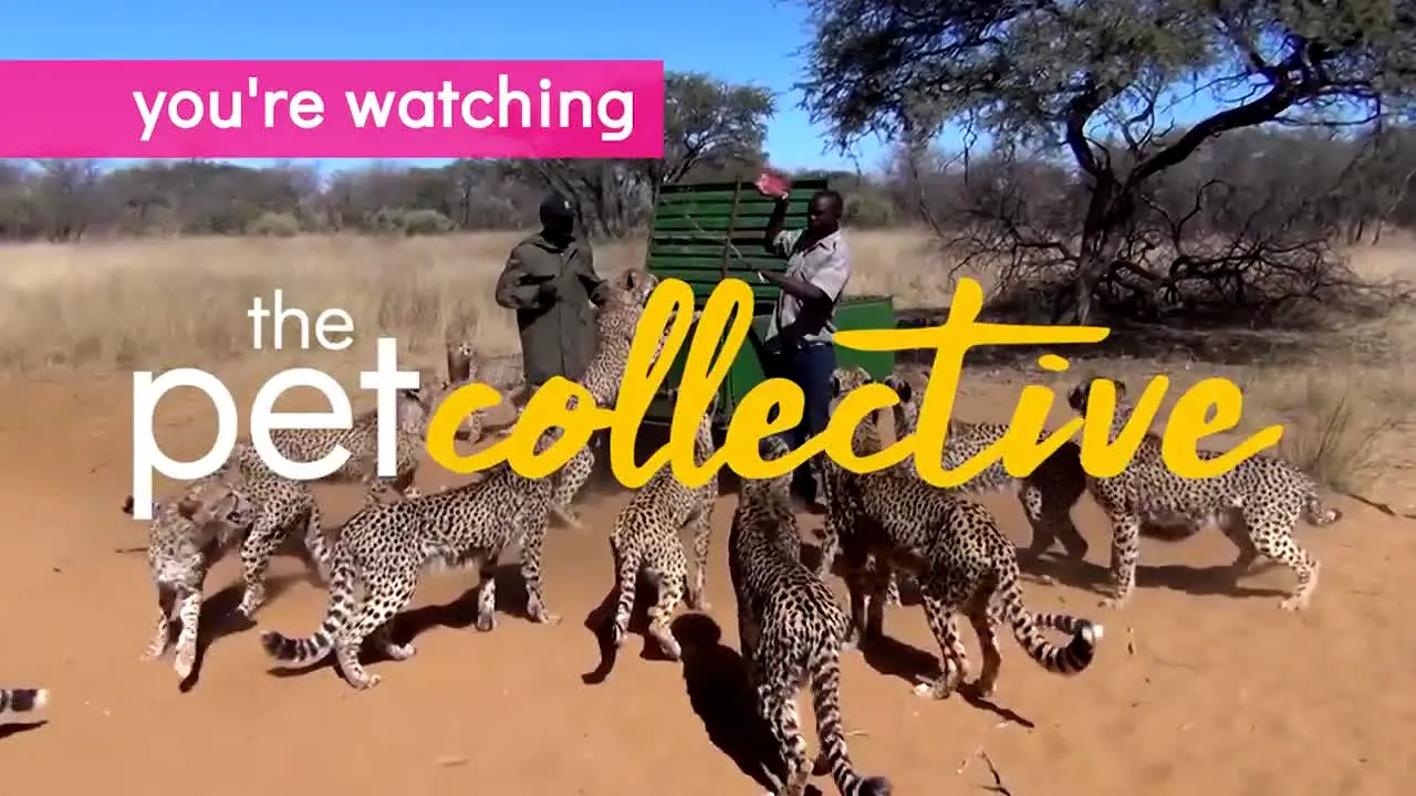 The Pet Collective live