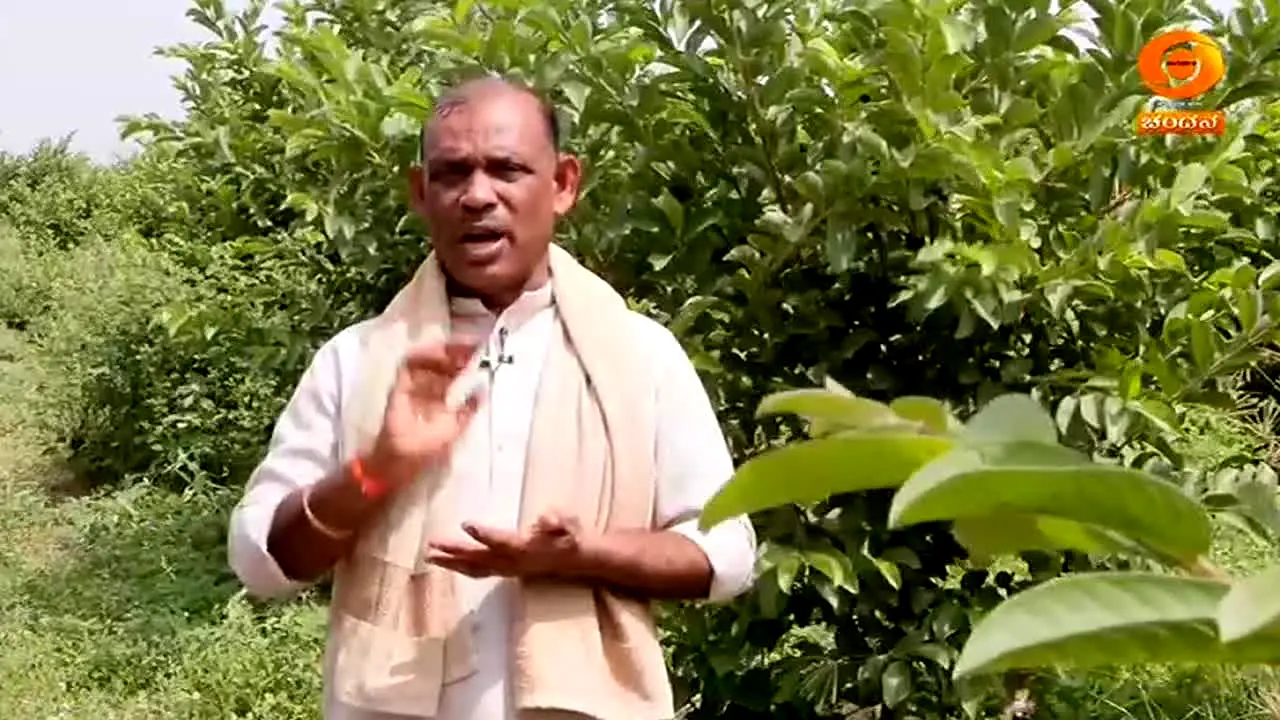 DD Chandana live