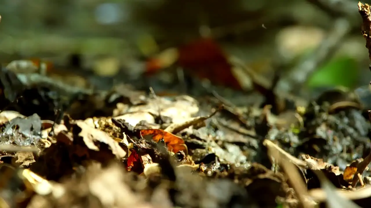 BBC Earth live
