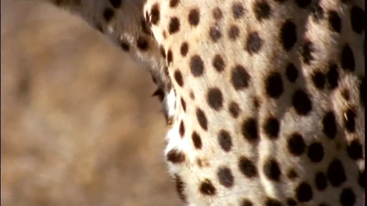BBC Earth — прямой эфир