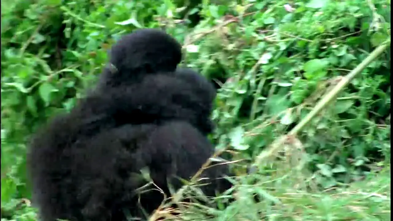 BBC Earth live
