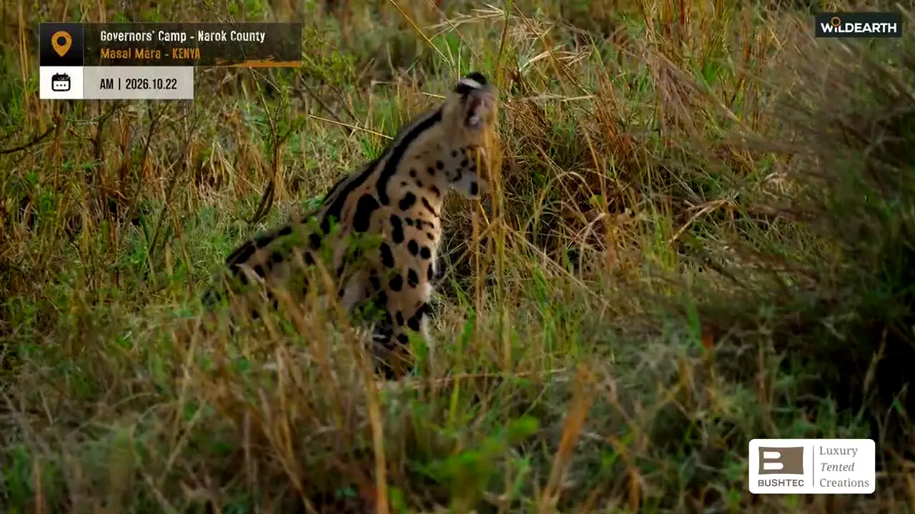 WildEarth in diretta