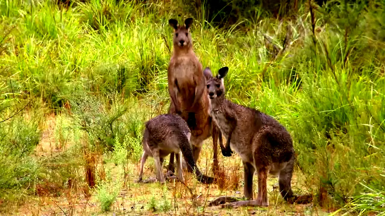 Life Down Under — прямой эфир