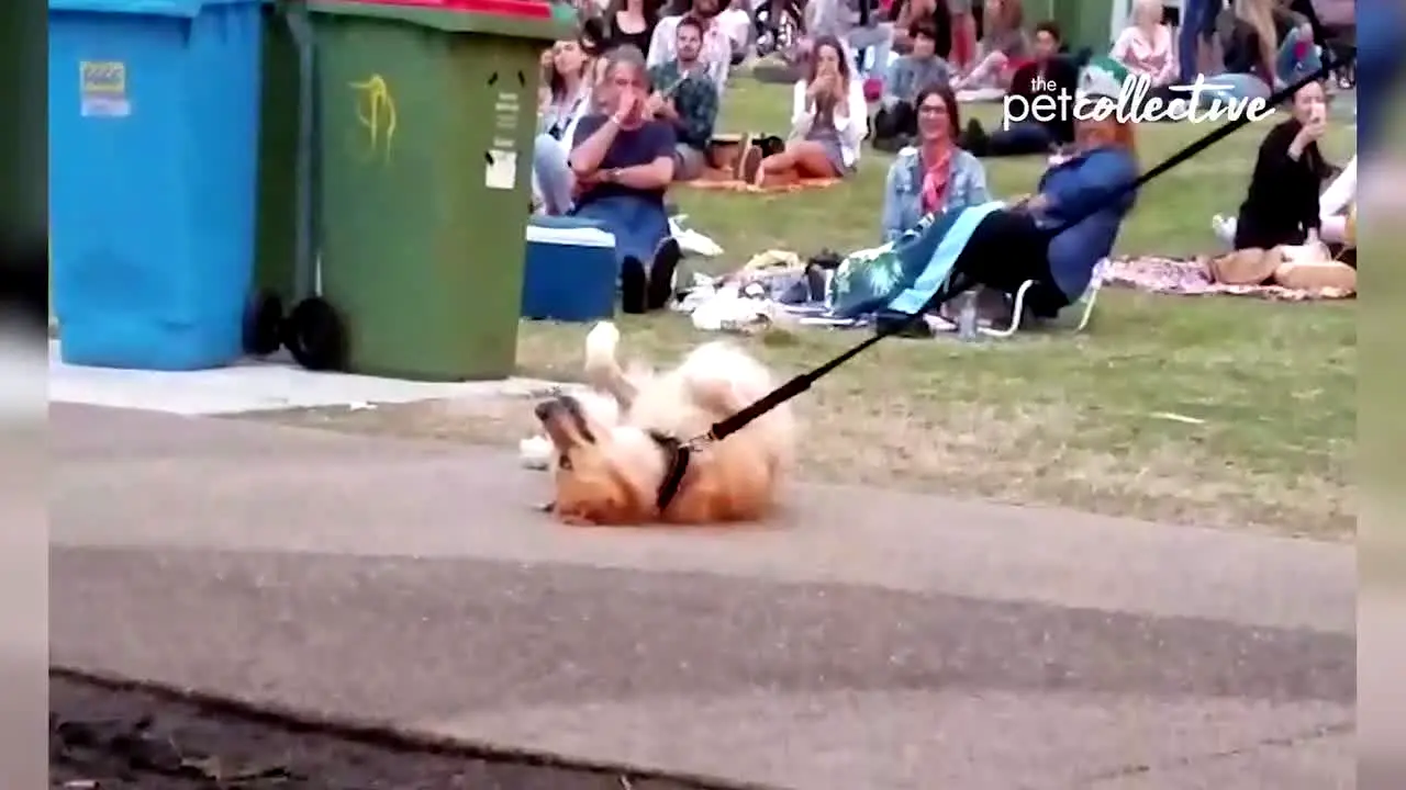 The Pet Collective live