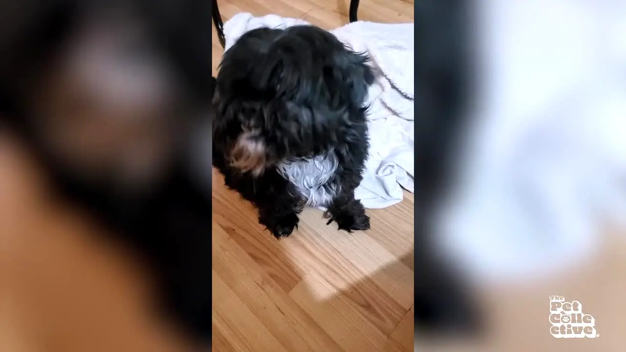 The Pet Collective live