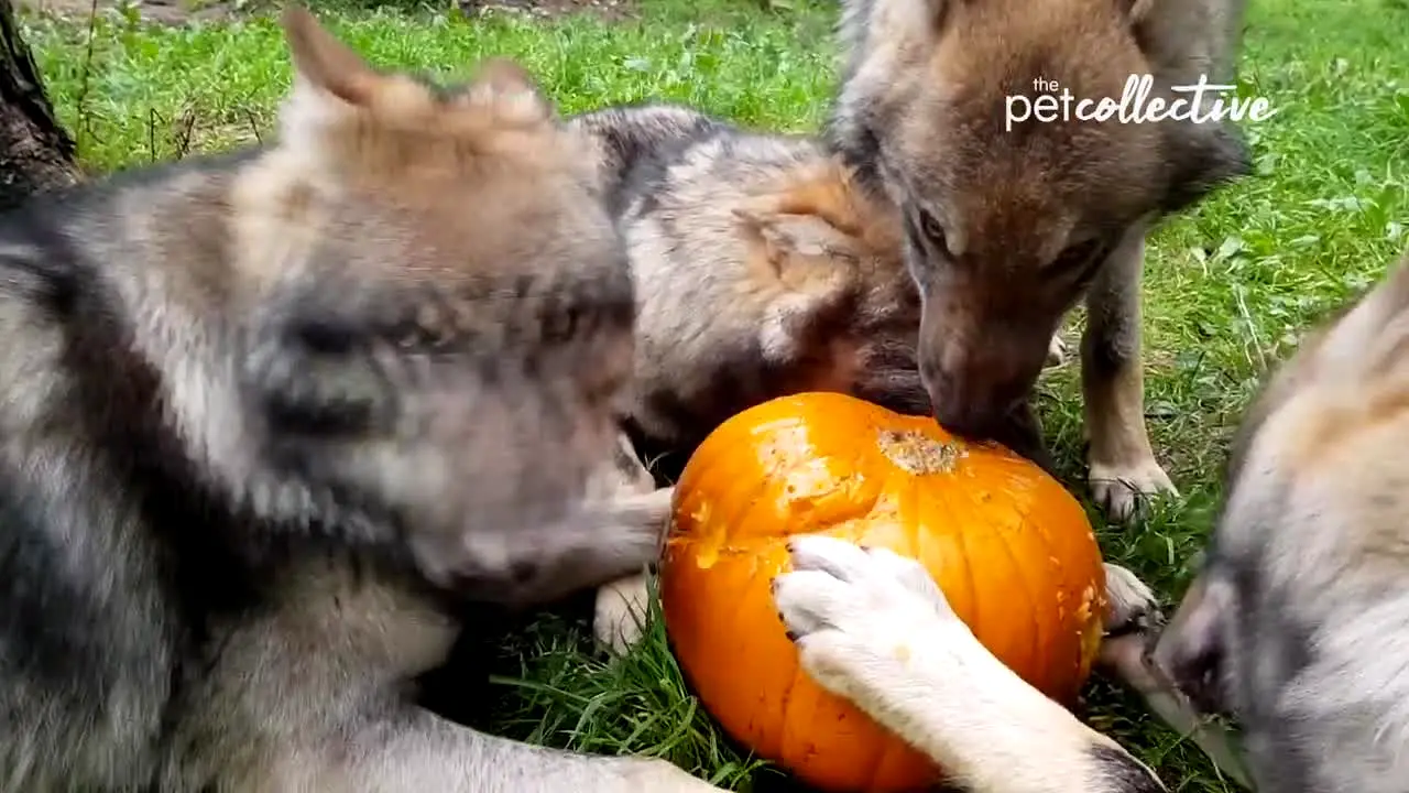 The Pet Collective in diretta