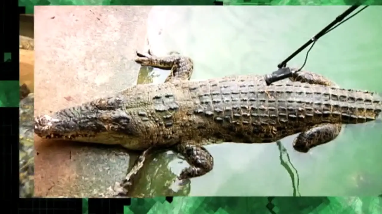 Pluto TV Animales en vivo