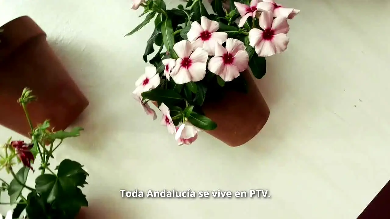 PTV Sevilla live