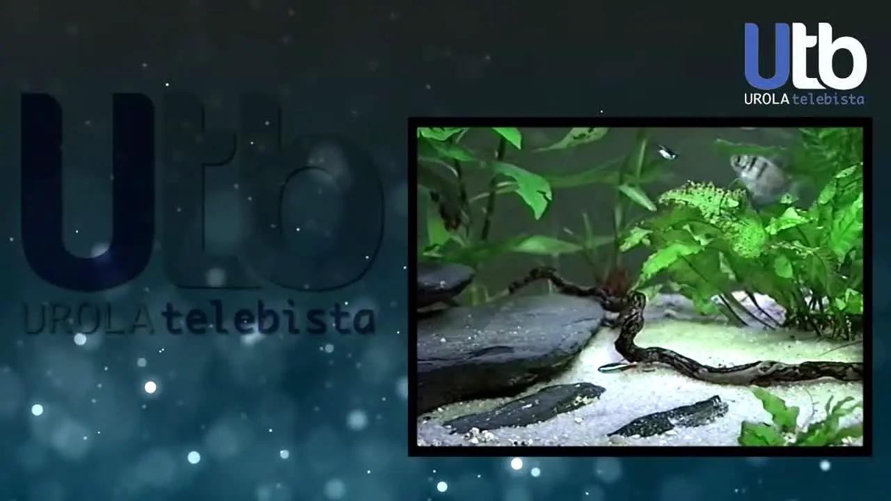 Urola Telebista live