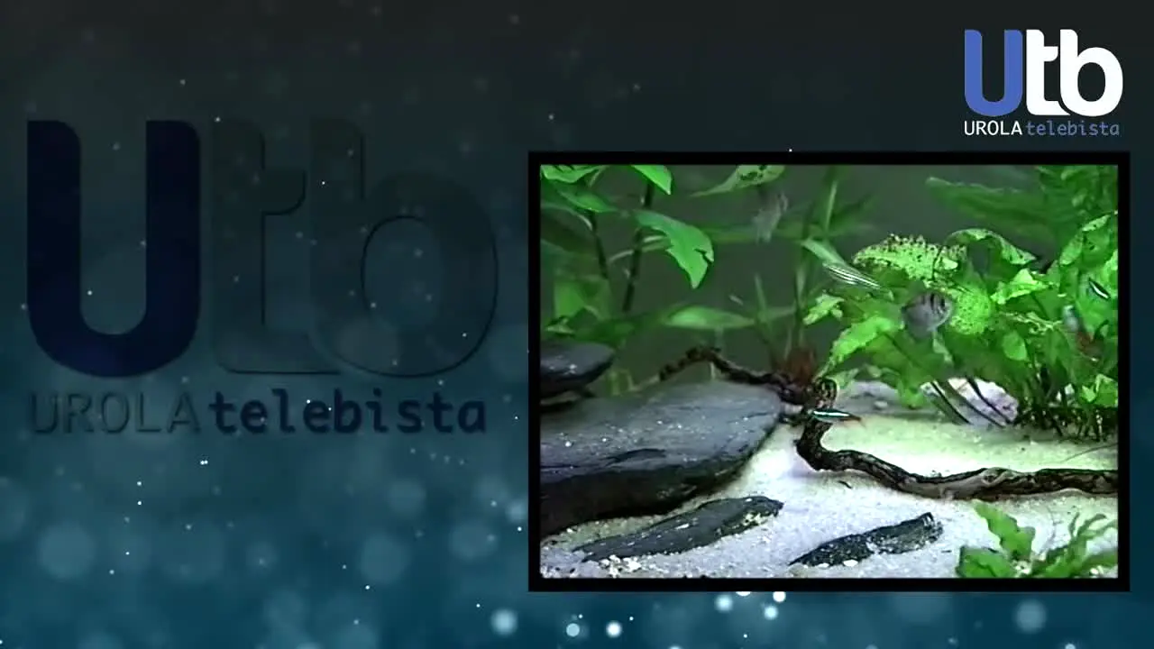 Urola Telebista in diretta