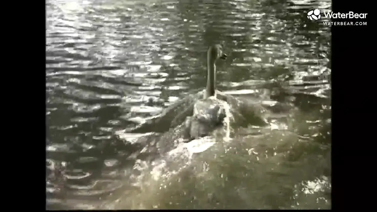 WaterBear ao vivo