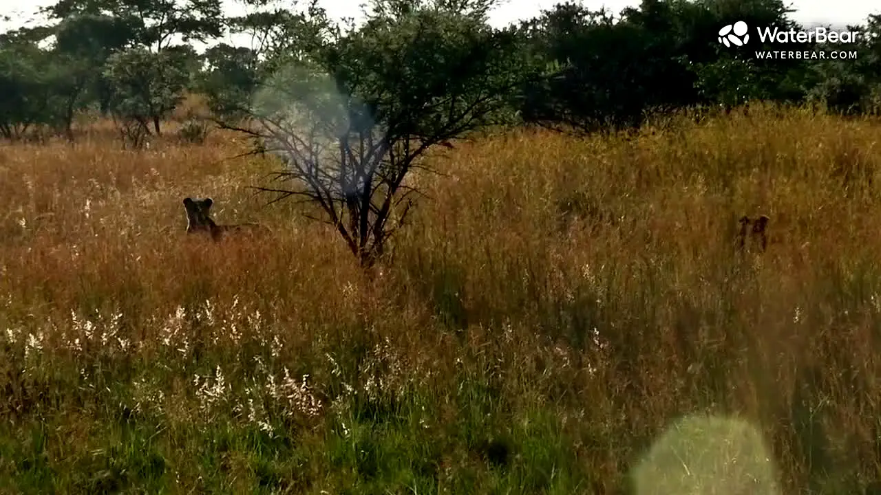 WaterBear live
