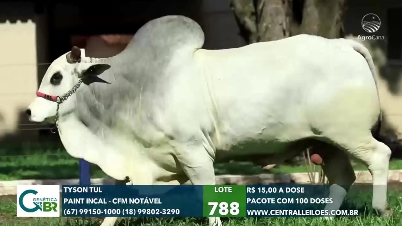AgroCanal live