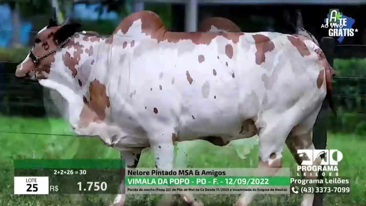 AgroMais live