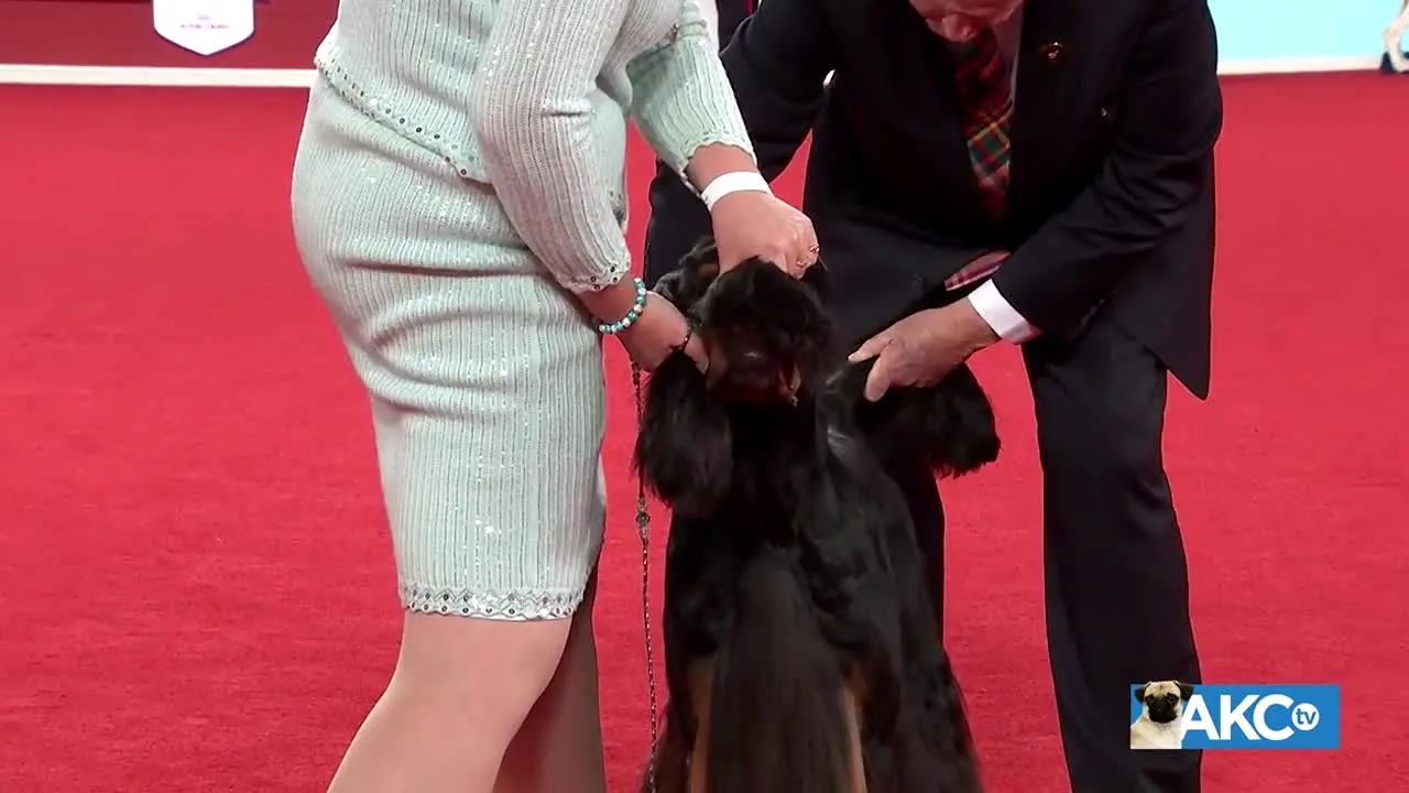 AKC TV Meet the Breeds live