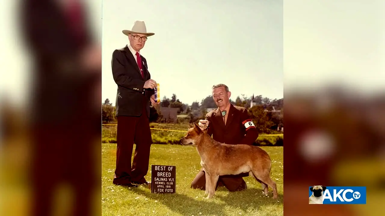 AKC TV Meet the Breeds live