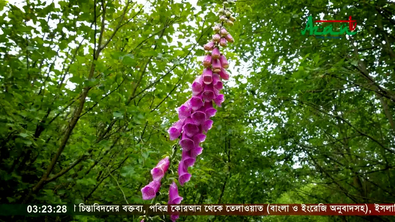 Azan TV live
