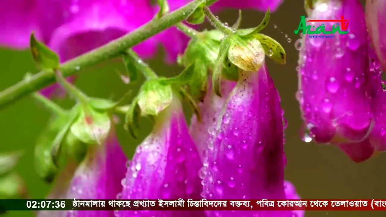 Azan TV live