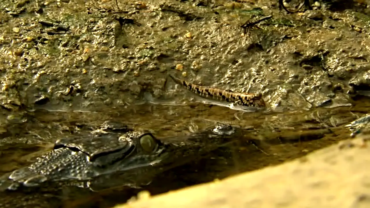 BBC Earth US live