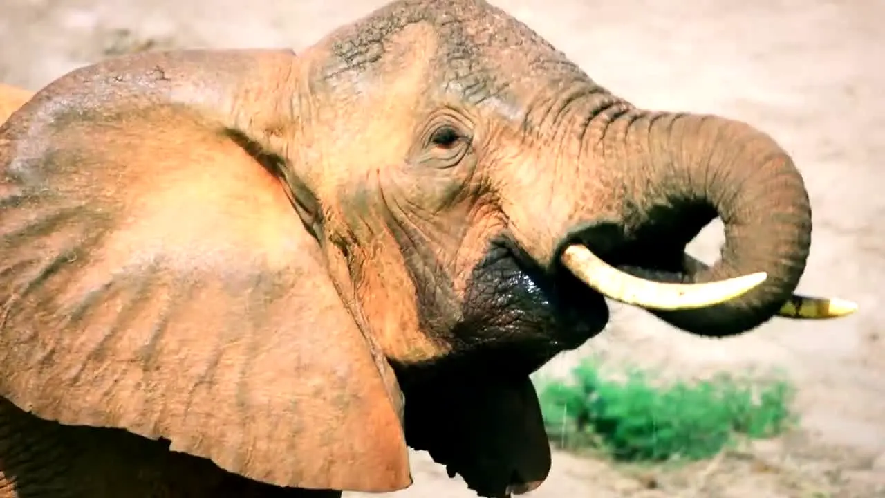 BBC Earth US live