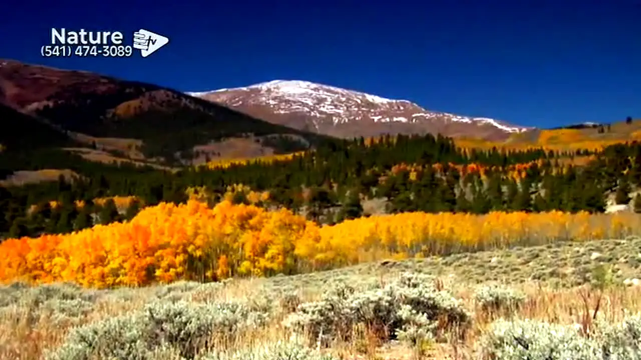 Better Life Nature Channel live