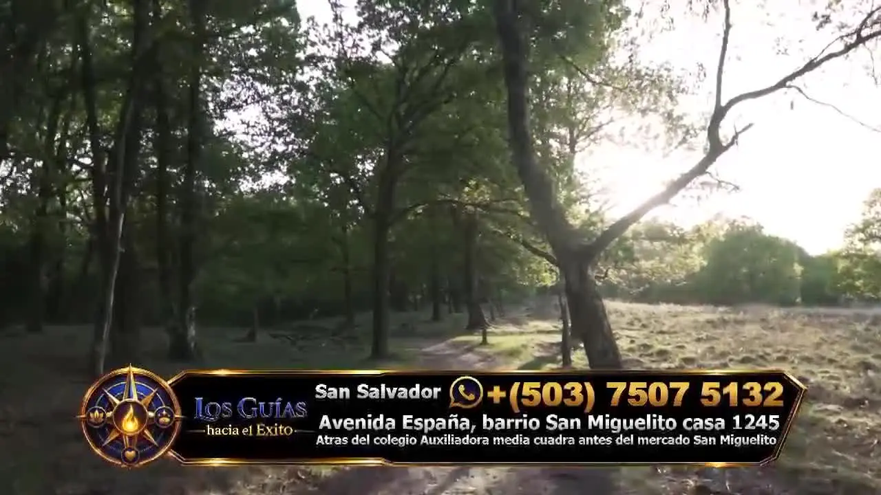Canal 11 TuTV live