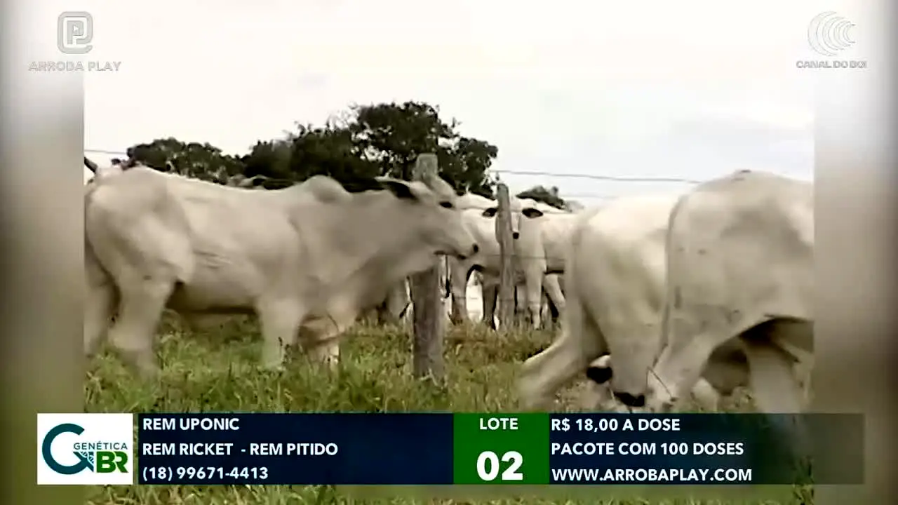 Canal do Boi live