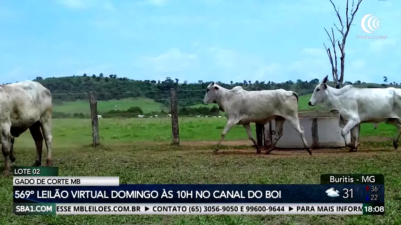Canal do Boi na żywo