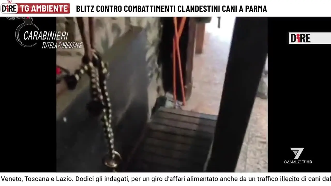 Canale 7 live