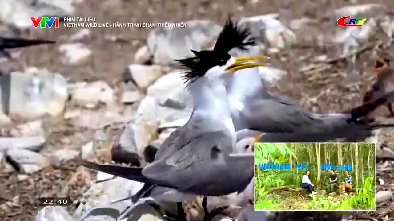 Cao Bang TV live