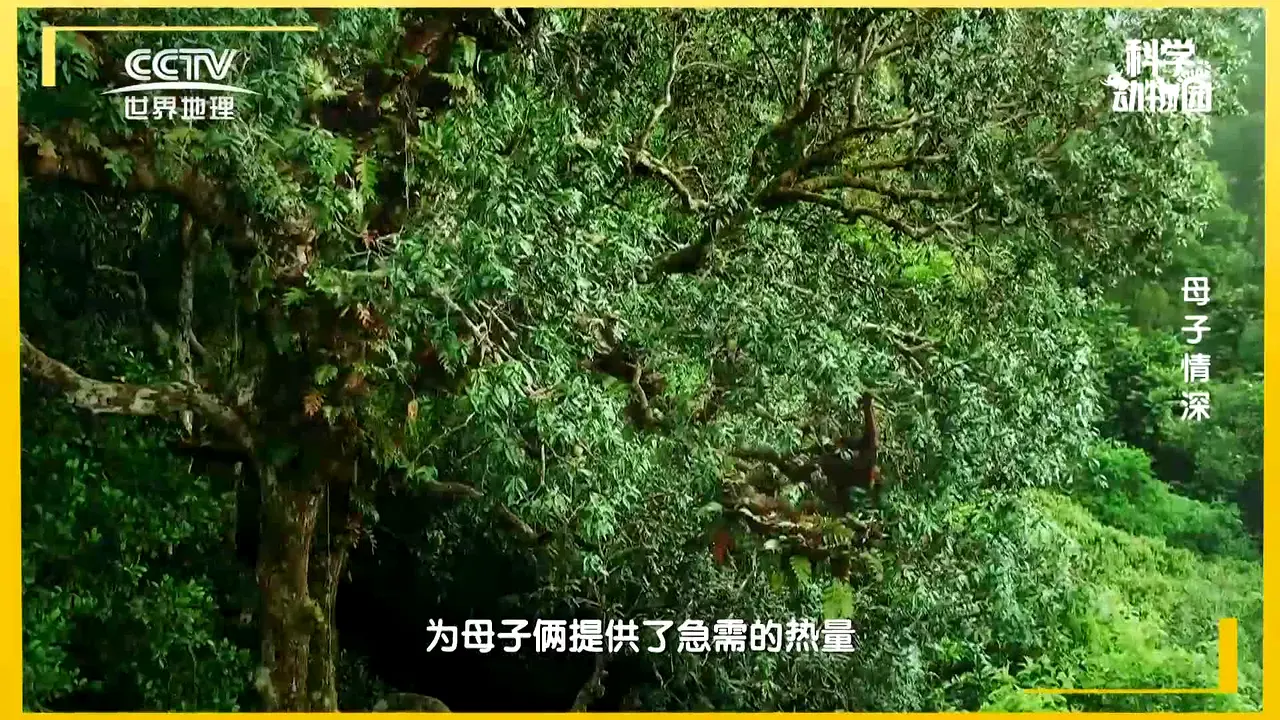 CCTV-World Geography live