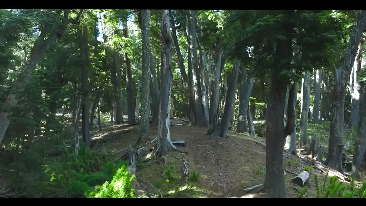 Chile Channel · CL live