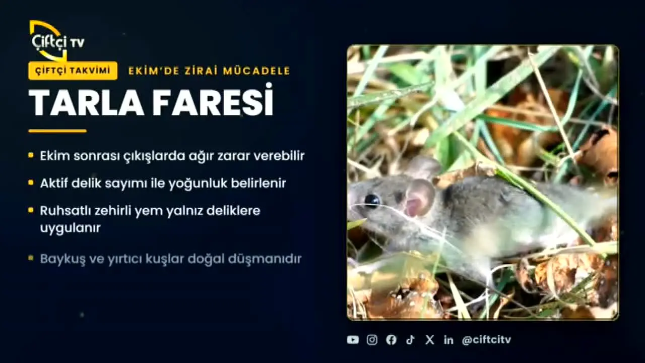 Ciftci TV in diretta