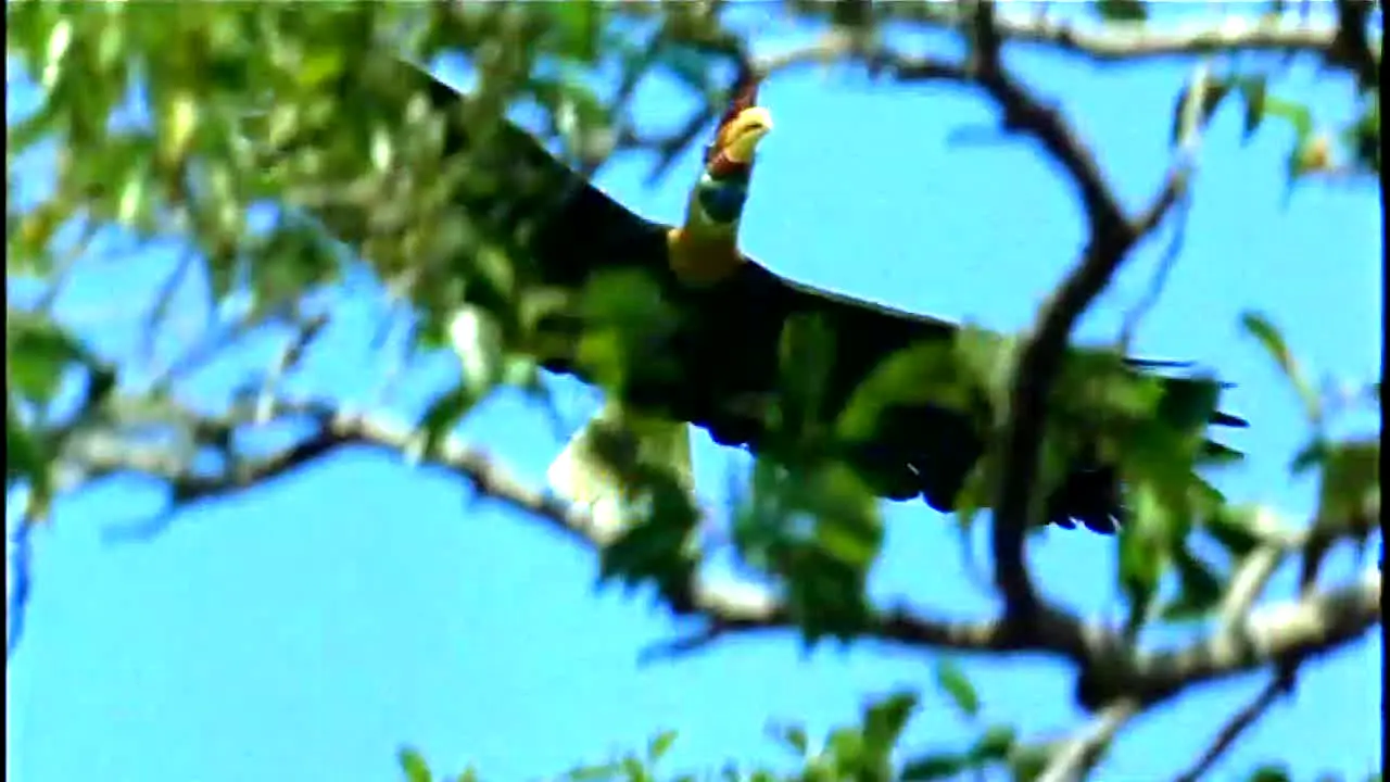 BBC Earth live
