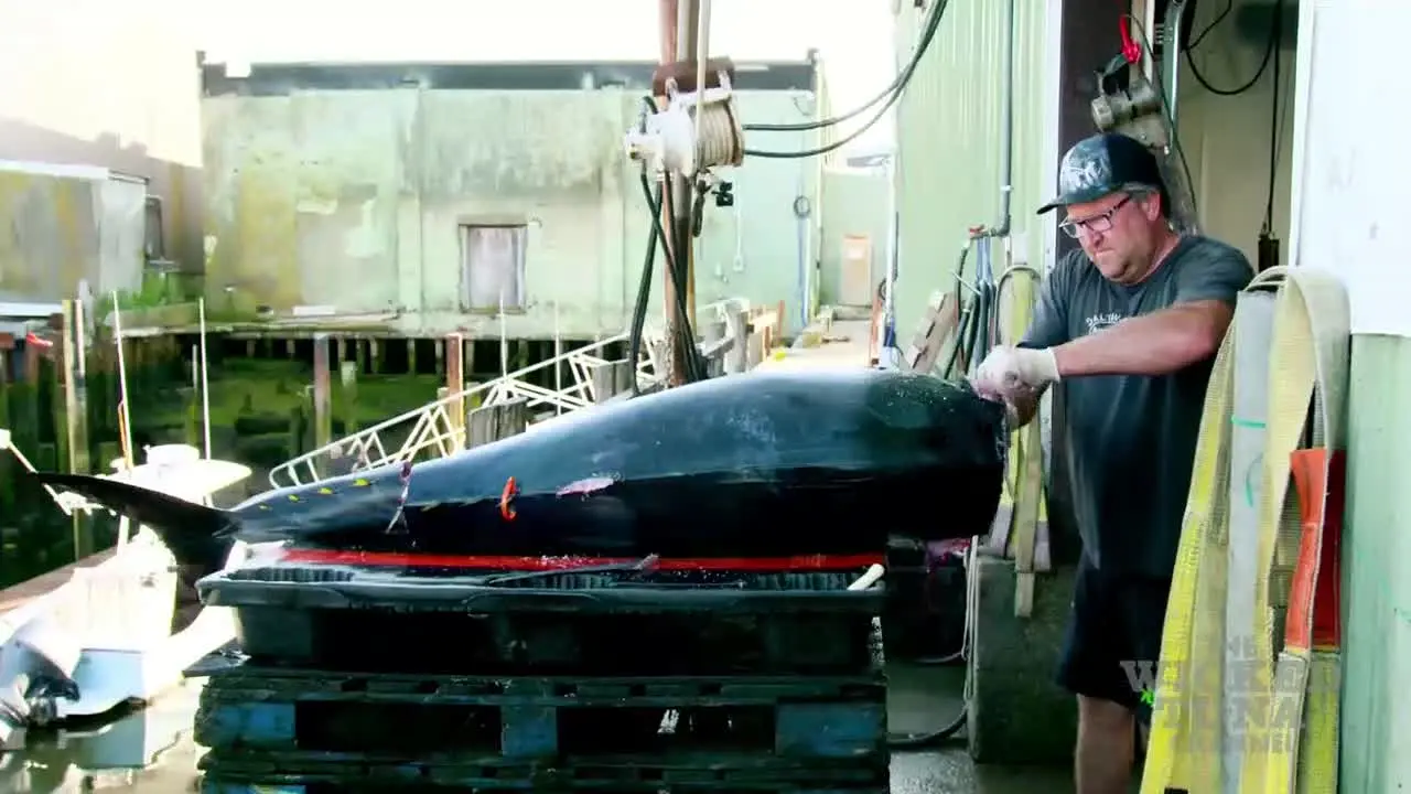 The Wicked Tuna live