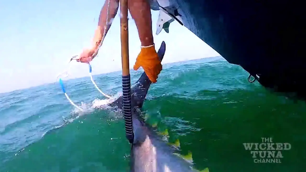 The Wicked Tuna na żywo