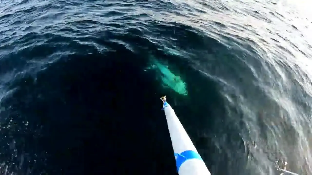 The Wicked Tuna live