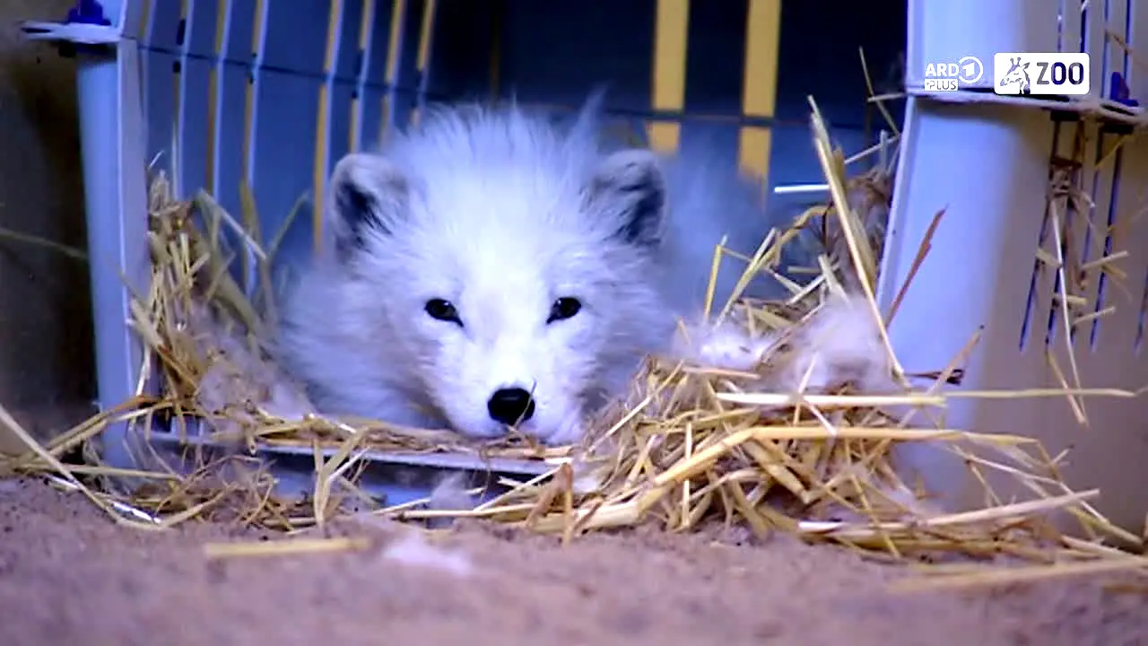 ARD Plus Zoo live