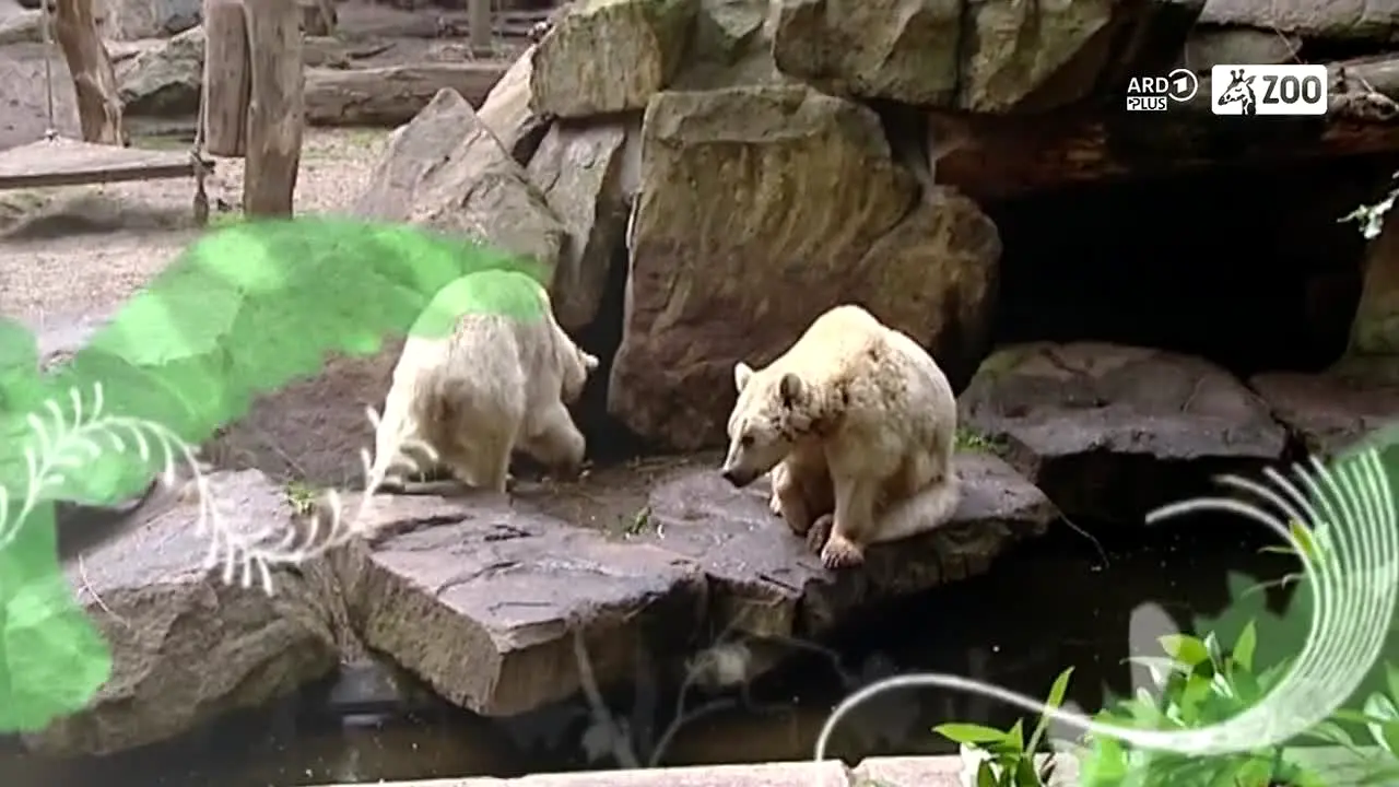 ARD Plus Zoo ao vivo
