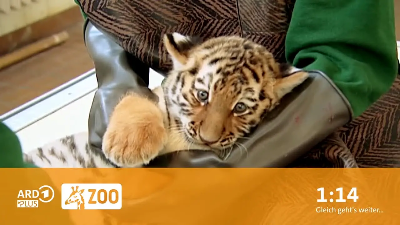 ARD Plus Zoo live