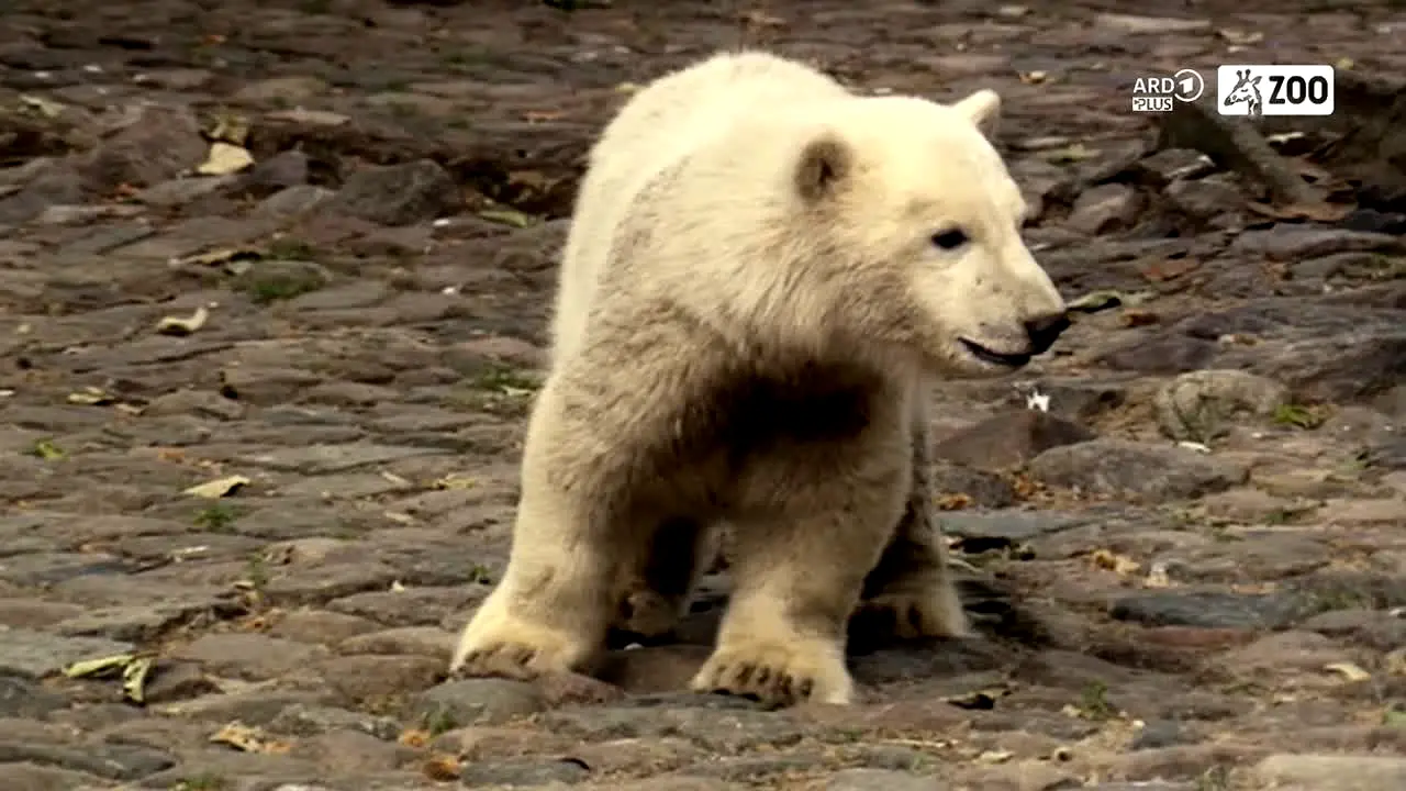 ARD Plus Zoo na żywo