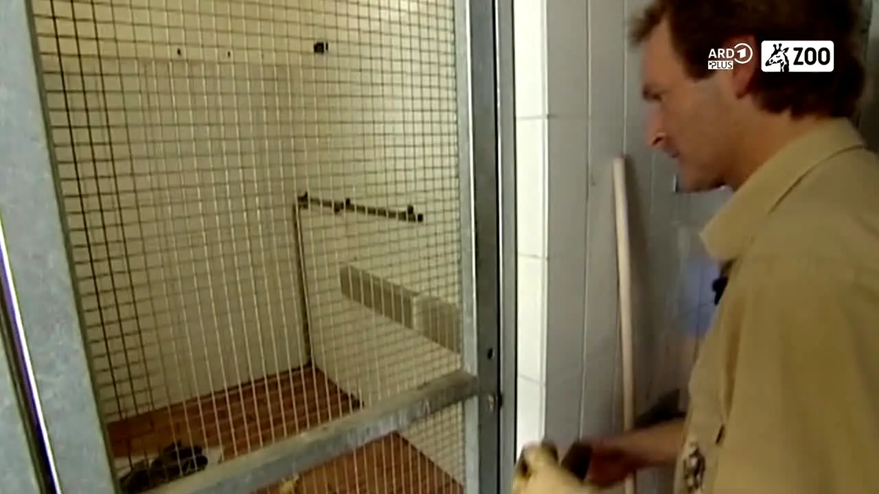 ARD Plus Zoo live