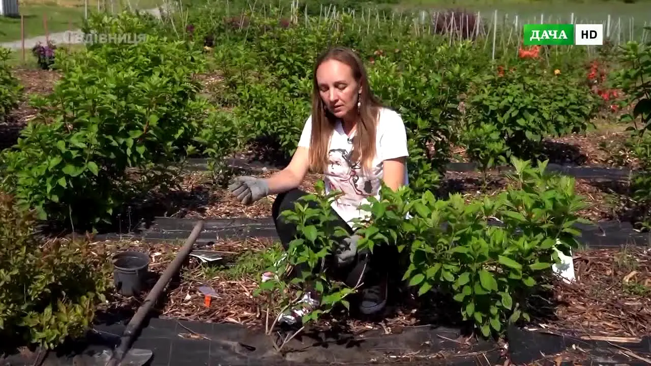Dacha en direct