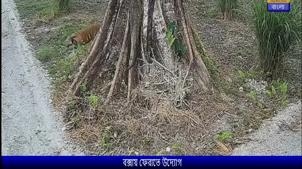 DD Bangla live