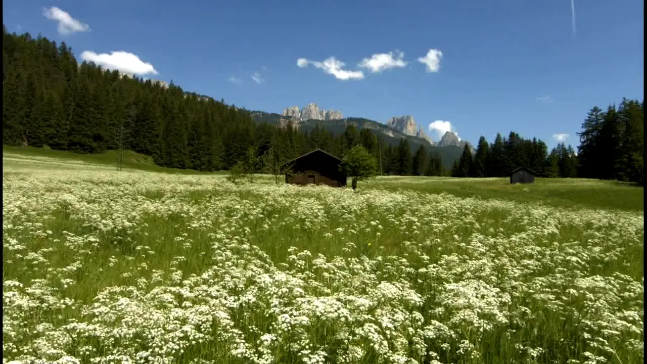 Stingray Naturescape in diretta