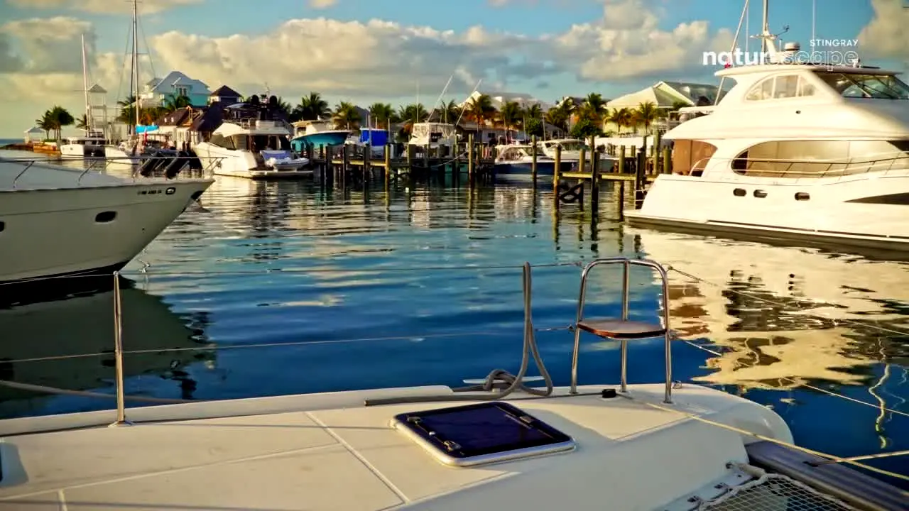 Stingray Naturescape en vivo